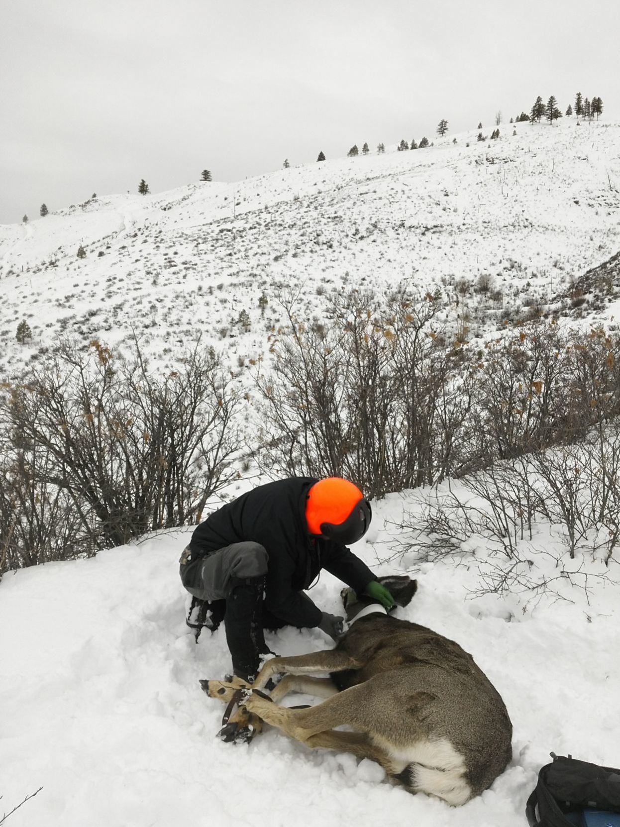 Collaring a mule deer